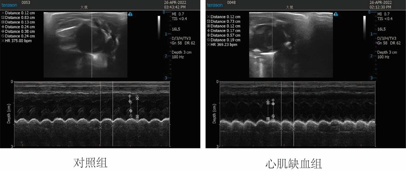 大鼠心肌缺血超聲檢測.png
